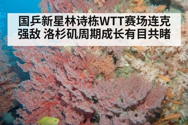 国乒新星林诗栋WTT赛场连克强敌 洛杉矶周期成长有目共睹